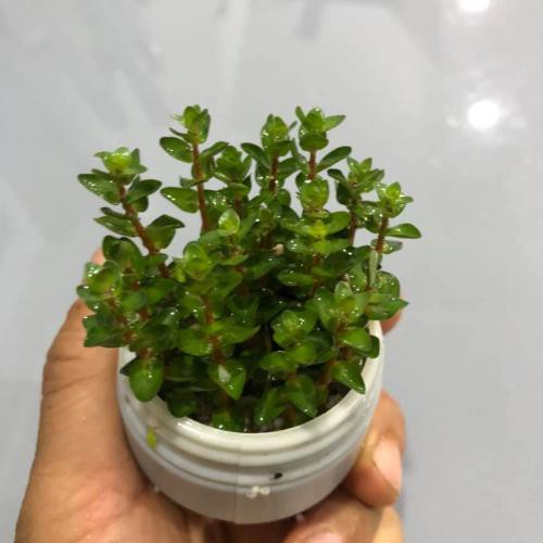 Cây cắt cắm - Vảy ốc ngọc trai