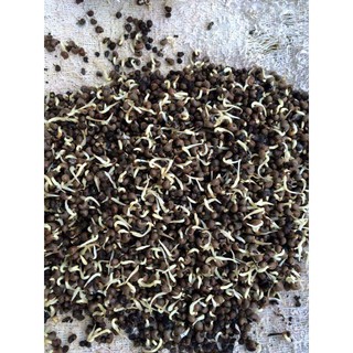 Hạt giống nhân sâm hàn quốc ( Gói 5 Hạt/kèm 3 Viên nén xơ dừa ươm hạt ) - STHG2