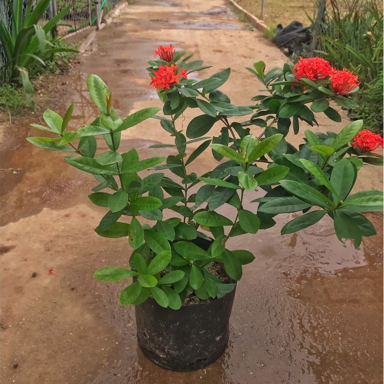 Cây mẫu đơn  cao 30-45cm, cây có sức sống tốt dễ chăm sóc hoa nở rực rỡ cây trang trí sân vườn, làm hàng rào, quán cafe
