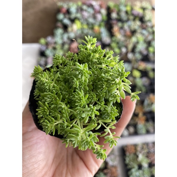 Sen đá sedum xanh