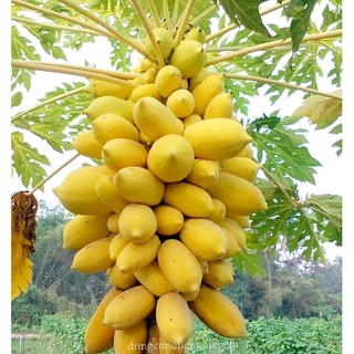 20H - Hạt giống đu đủ vỏ vàng quả ngọt- Rau củ quả trồng tại vườn, sân thượng, nông trang, ban công