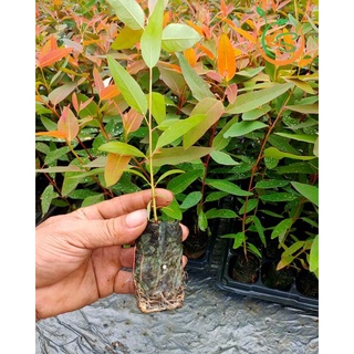 Cây giống Bạch Đàn