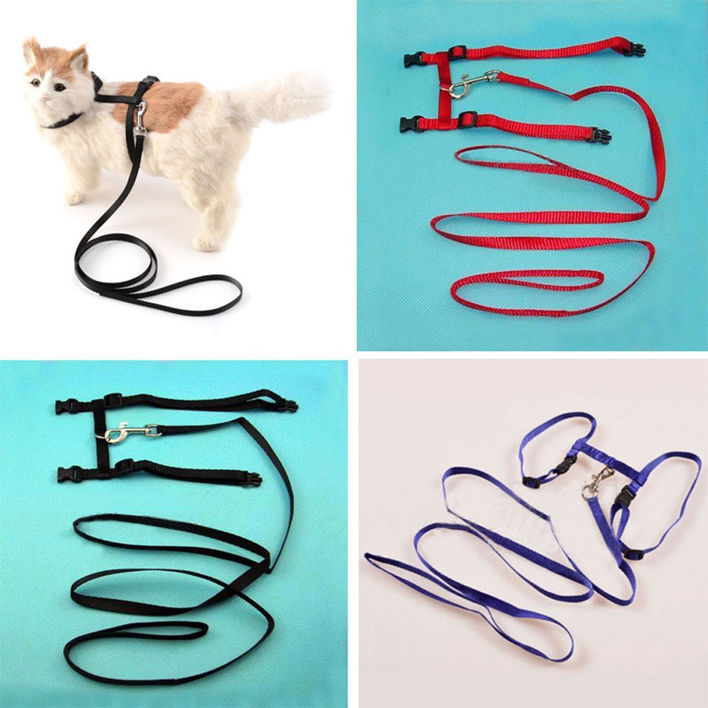 Đai lưng kèm dây dắt mèo cưng tiện dụng