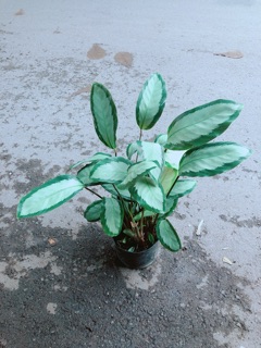 Đuôi Công Trắng