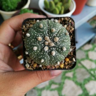 Xương rồng Aster