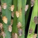 Thuốc Trừ Rầy, Rệp Sáp, Rệp Vảy, Rệp Kim ,Nhện đỏ Bop Nhật 750