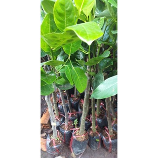 bầu cây mít thái siêu sớm, cây đẹp, cao 80cm.