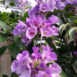 cây lan tỏi hay còn gọi là thiên lý tỏi COMBO 3 CÂY