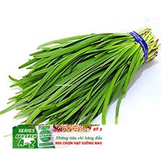 Gói 50 Hạt cây hẹ thơm