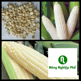 30 Hạt giông ngô nếp cao sản PHUNONG
