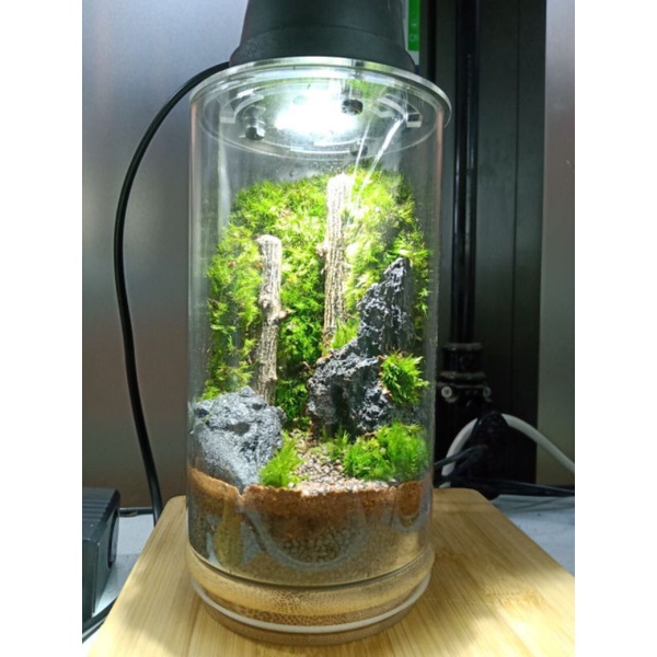 Bình tiểu cảnh Terrarium dùng trang trí bàn làm việc, học tập, quà tặng....