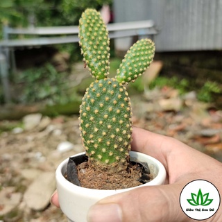Xương Rồng Tai Thỏ Đà Lạt Đã Thuần Khí Hậu Size Bầu Đường Kính 4-6 cm