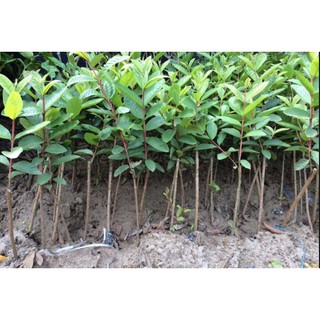 Cây giống Ổi tứ quý