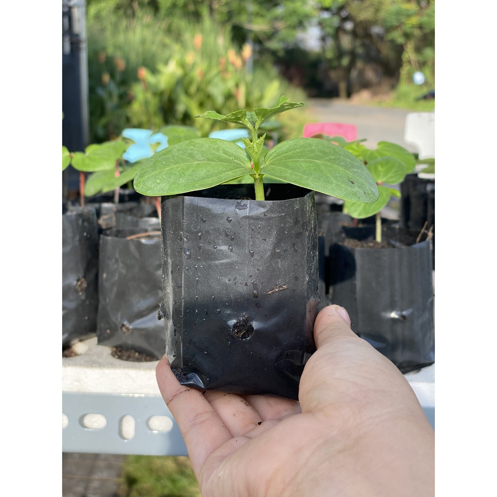 50 túi ươm cây - túi bầu ươm kích thước 5x11cm chuyên dùng ươm các loại cây dưa, bầu, bí, mướp