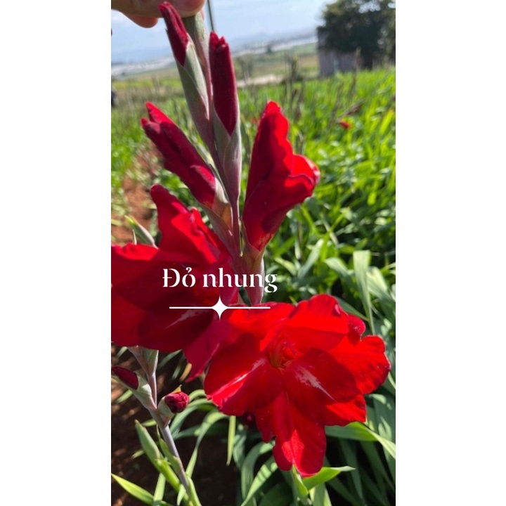 Set 10 củ giống hoa lay ơn hoa màu đỏ nhung