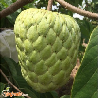 Cây giống Na Thái