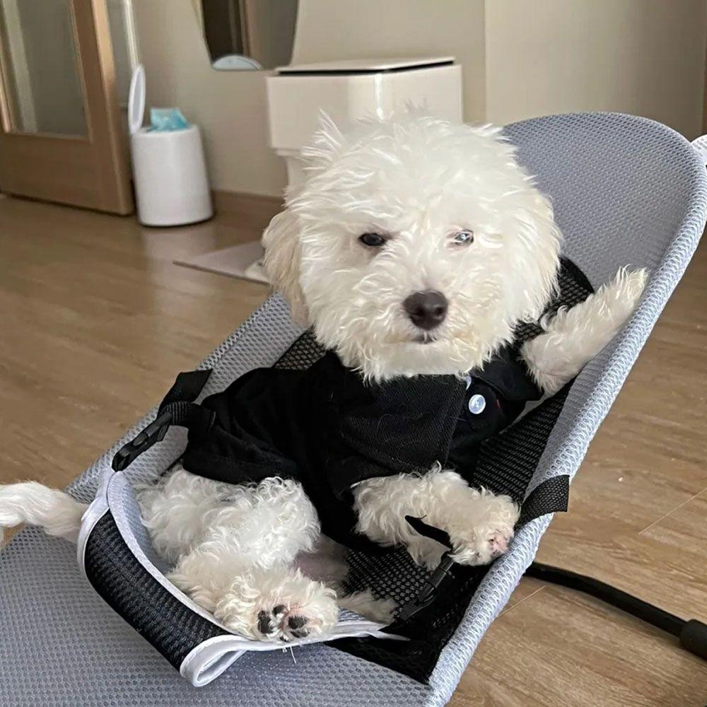 Áo Thun MùA Hè Dễ Thương Cho Thú Cưng