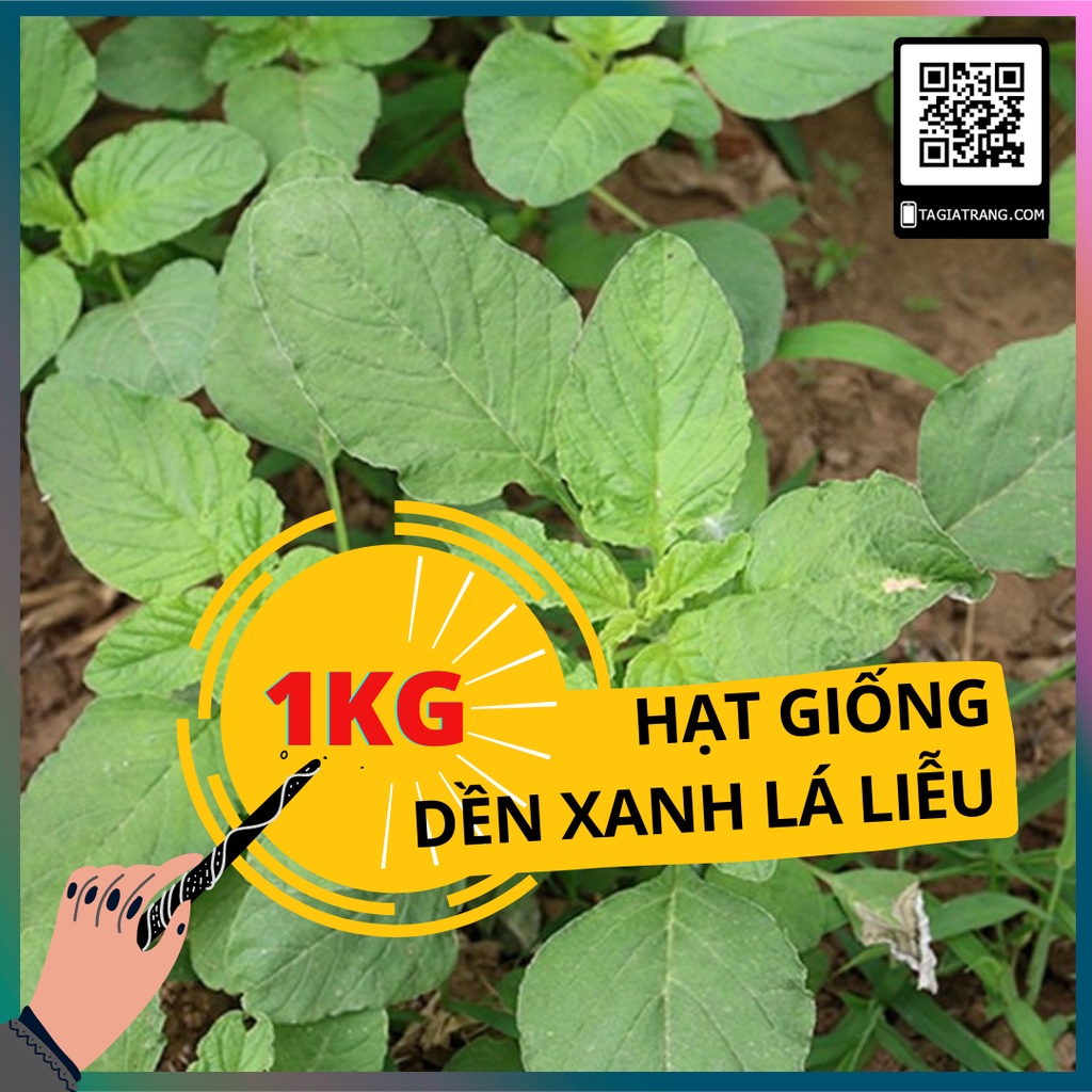 1KG Hạt giống rau dền xanh lá liễu (rau dền xanh lá nhọn)