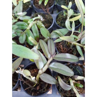 Combo 10 ki giả hạc vùng Tây Nguyên