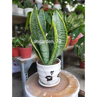 Lưỡi hổ + chậu sứ cao 30-35cm(Chậu ngẫu nhiên)