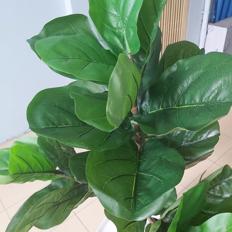 Cây giả - cây bàng Singapore giả cao cấp 3 nhánh