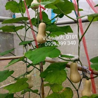 Bộ gói hạt giống Bí ăn ngọn