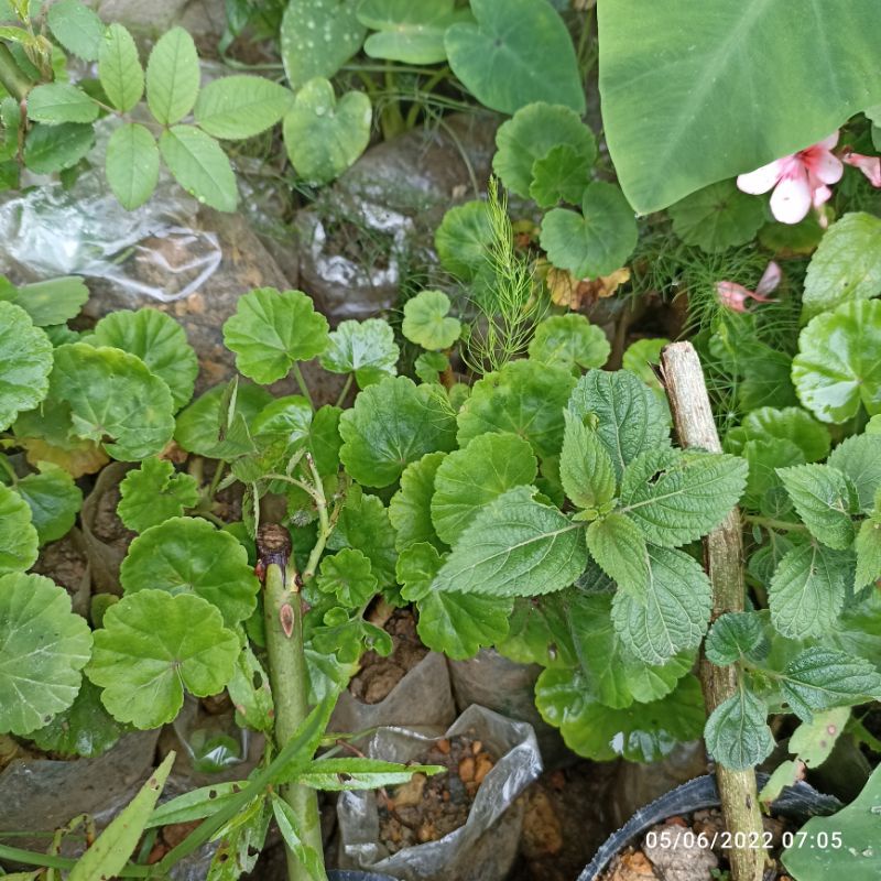 Cây Phong lữ thảo đứng như ảnh cuối