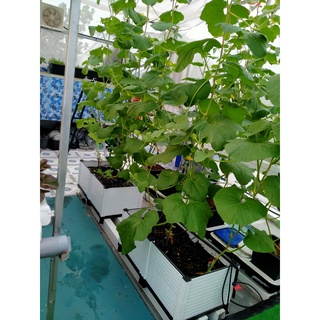 Chậu lắp ghép trồng cây thông minh 80x40x50cm (Vách cao 39cm)