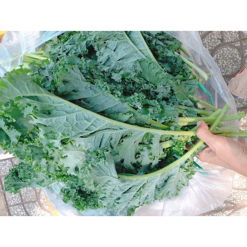 1kg rau kale xoăn xanh trồng hữu cơ tại vườn.
