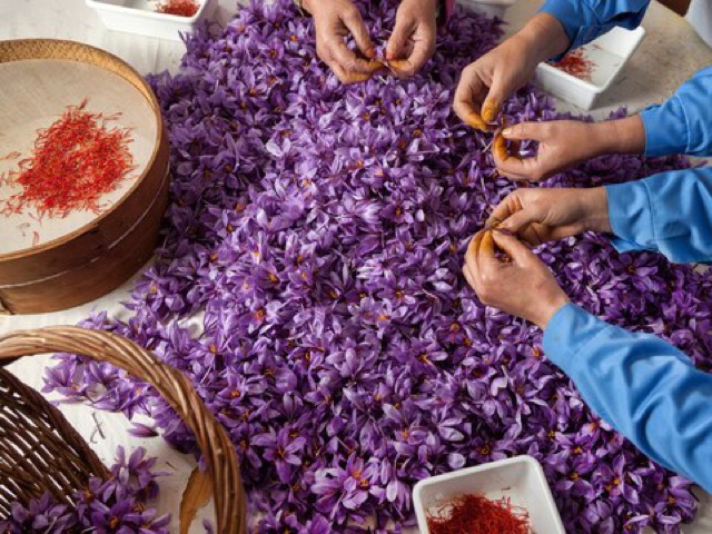 NHỊ HOA NGHỆ TÂY SAFFRON BAHRAMAN LOẠI 1 SUPER NEGIN