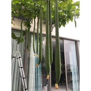 Hạt giống Mướp hương siêu dài Thái Lan F1