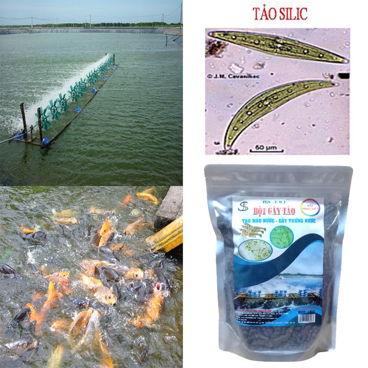BỘT GÂY TẢO: Tạo Màu Nước Ao Nuôi, Tăng Sức Đề Kháng Cho Tôm, Cá
