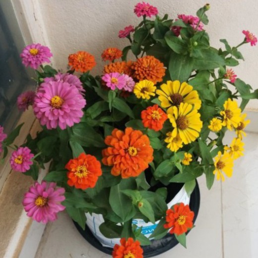 Hạt Giống Hoa Cúc Lá Nhám (gói 150 hạt, tặng phân)