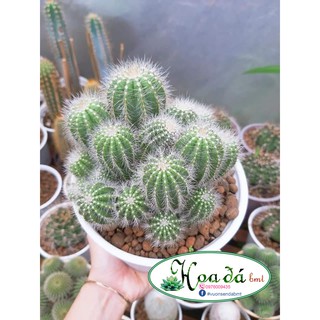 Xương rồng khế bụi xanh