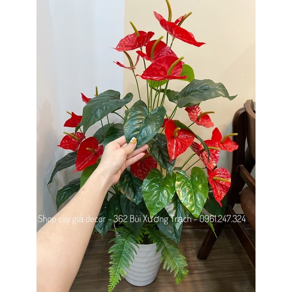 Cây hồng môn yến giả cao 1m