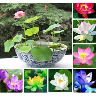 hạt giống sen mini nhật
