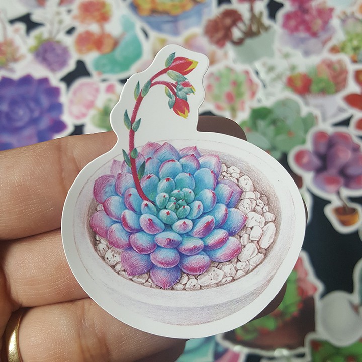 Bộ Sticker dán cao cấp chủ đề SEN ĐÁ SUCCULENTS - Dùng dán Xe, dán mũ bảo hiểm, dán Laptop...