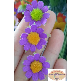 set 50 đầu bông hoa cúc tana