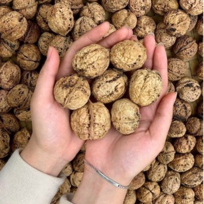 ÓC CHÓ NẾP HÀNG LOẠI 1 SIÊU NGON, GIÀU DƯỠNG CHẤT (hũ pet 350gr)