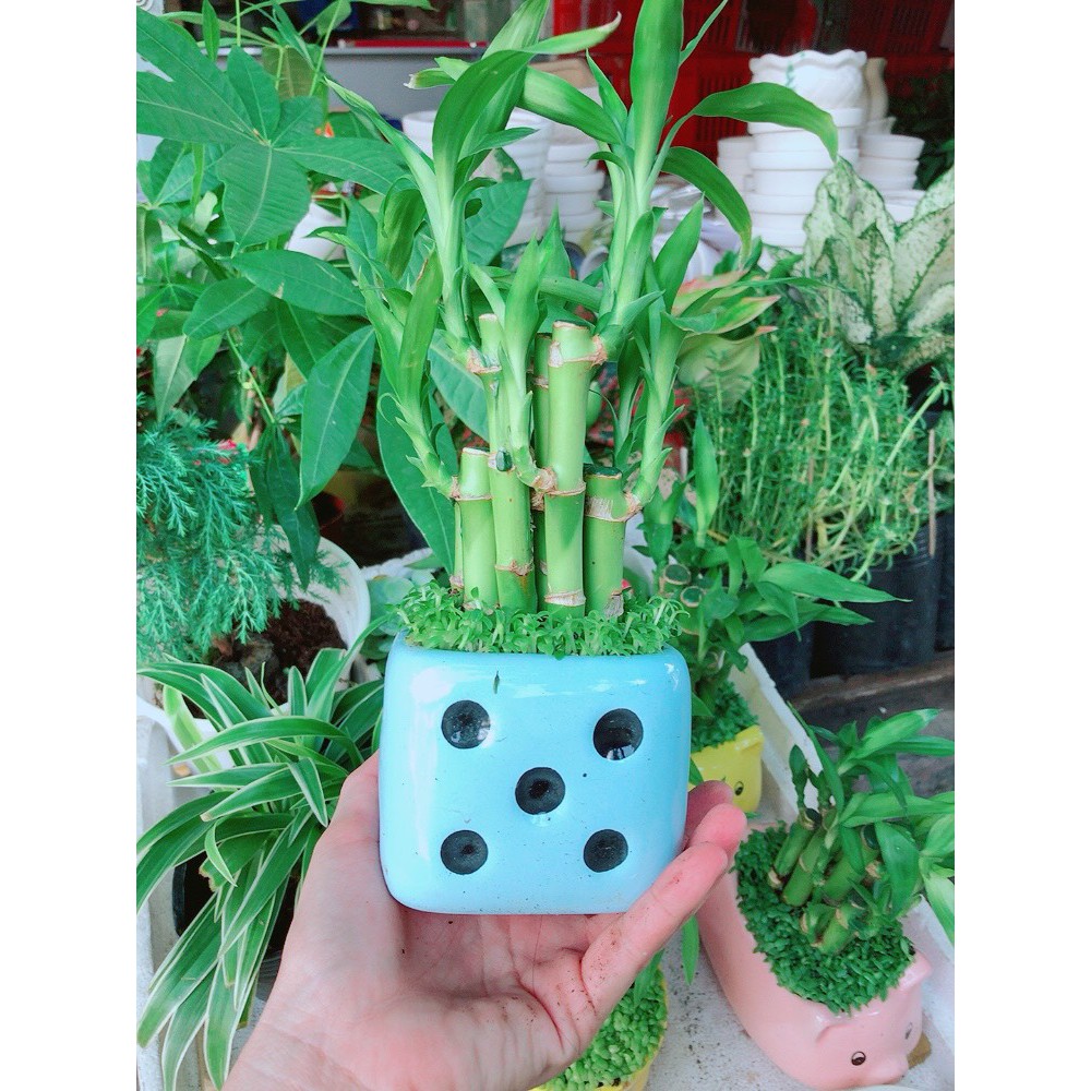 Chúc phát tài chậu súc sắc