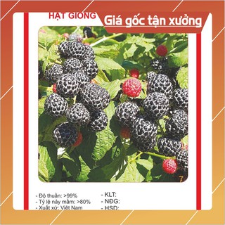 Hạt giống Cây Mâm Xôi Đen 30 Hạt Hạt giống