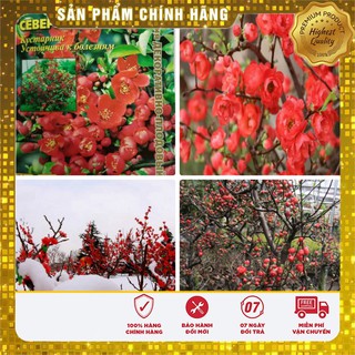 Hạt giống cây mai đỏ nhật -hg nga