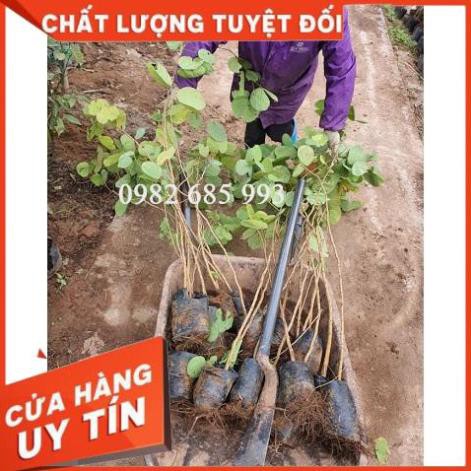 Cây Hoa Ban Tây Bắc