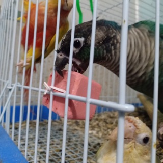 Viên khoáng hồng cao cấp hàng Ý 20k/ viên