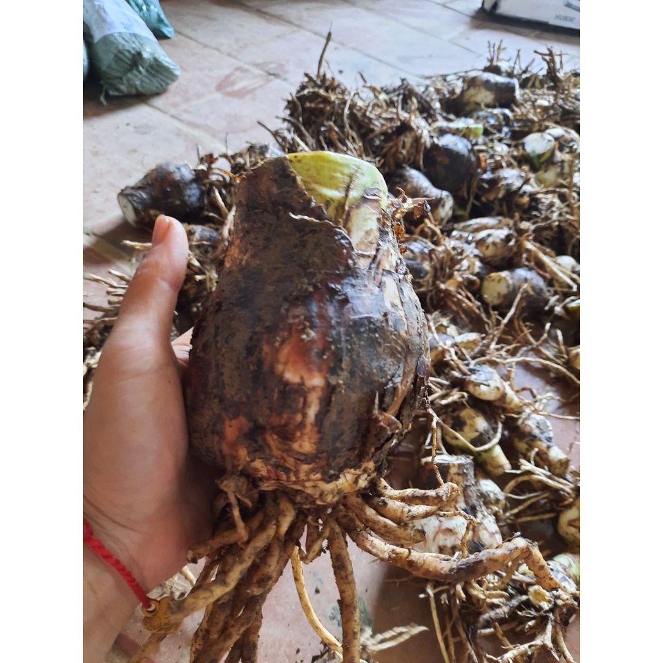 CỦ BẠCH TRINH BIỂN - CỦ SIÊU TO( NHƯ HÌNH ĐĂNG)
