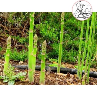 HẠT MĂNG TÂY - GÓI 10 HẠT