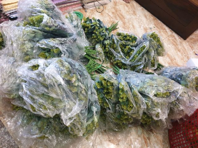 Lá táo mimosa hàng đẹp tươi xanh