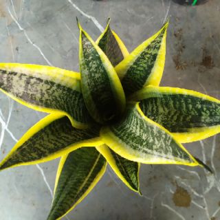 Lưỡi hổ lùn