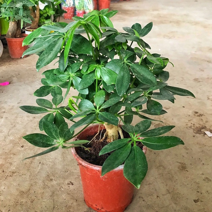 Cây ngũ gia bì   GIÁ TẠI VƯỜN  dễ chăm sóc, lọc không khí tốt có mùi thơm hợp làm chậu để bàn