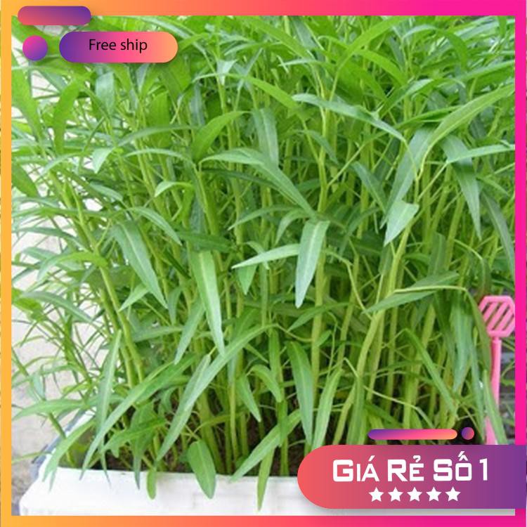 Giống rau muống (100g)
